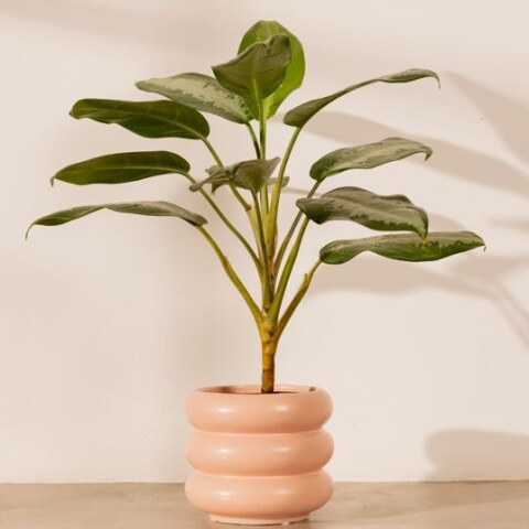 Maceta cerámica Olivia Rosa