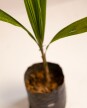 Palmera Pindo XS H: 70cm