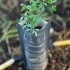 DIFUSOR BASIC COMPOST CEDRO VERBENA