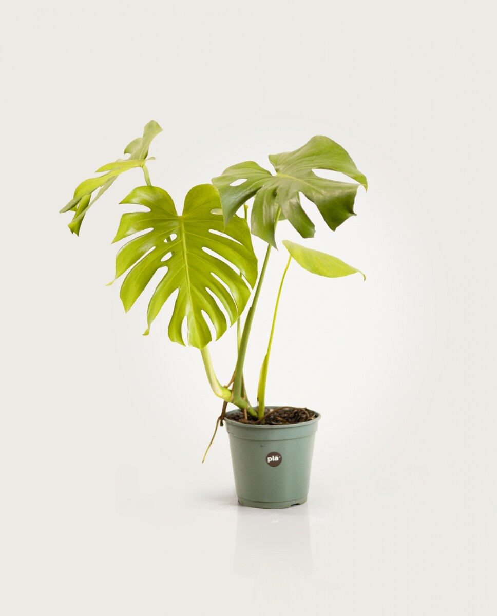 Monstera "esqueleto de caballo" - H: 60cm 