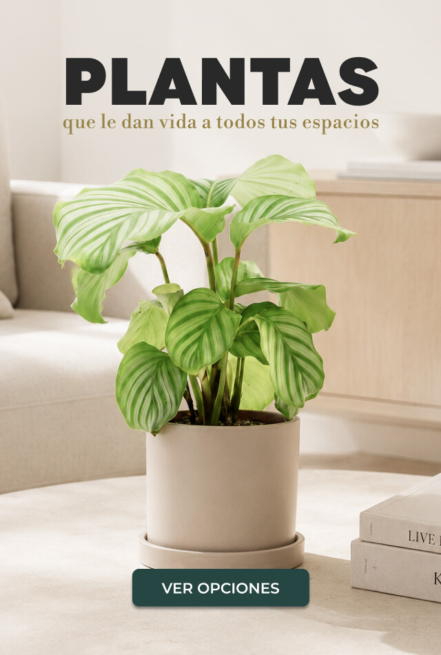 Plantas