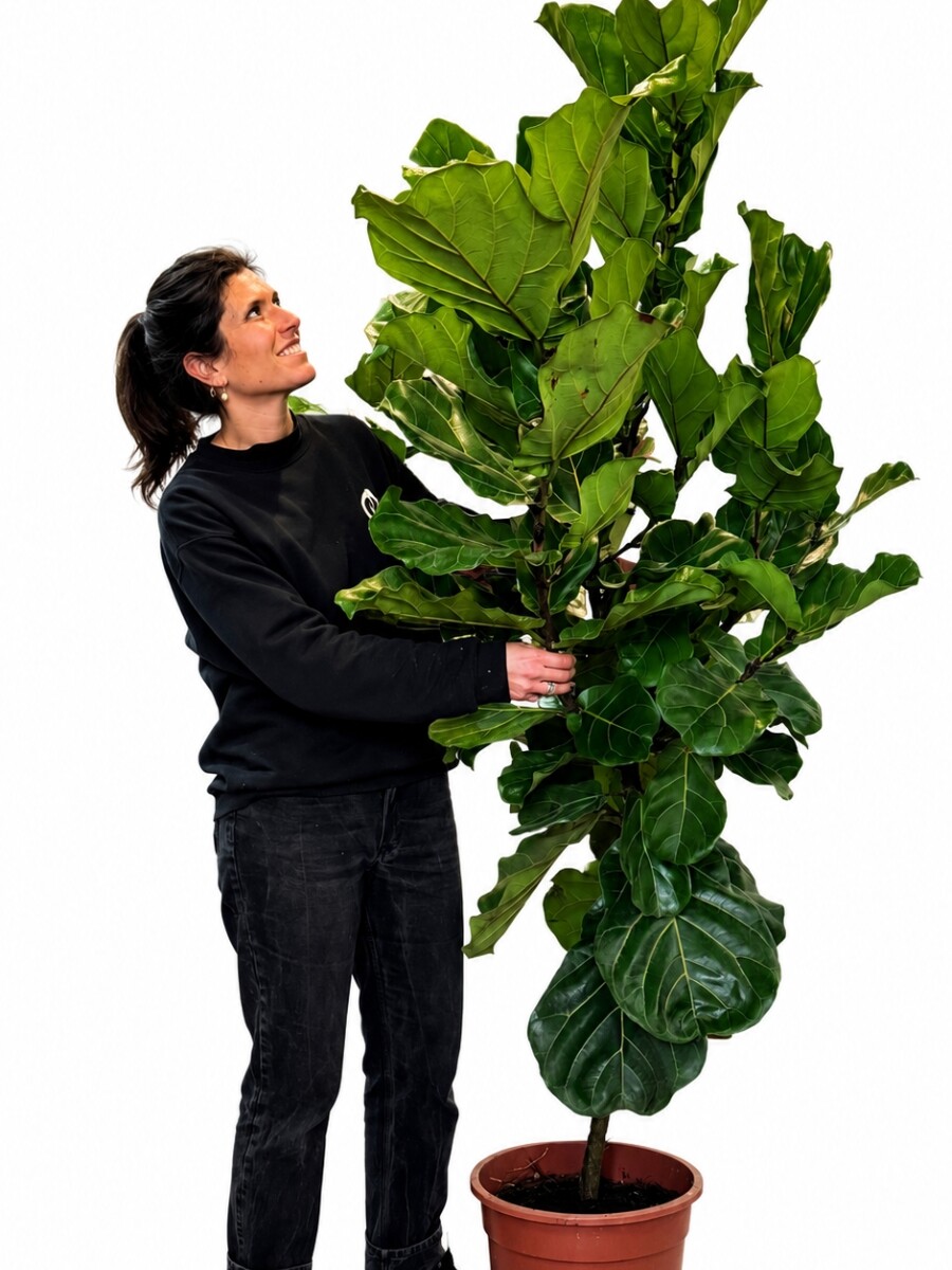 FICUS LYRATA XXL HOJA GRANDE 2,00 MTS APROX FICUS LYRATA XXL HOJA GRANDE 2,00 MTS APROX