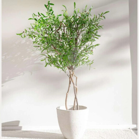Planta/Olivo 1.70 M Planta/Olivo 1.70 M