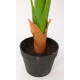 Planta Amoena Reina 1.6 Mtr Planta Amoena Reina 1.6 Mtr