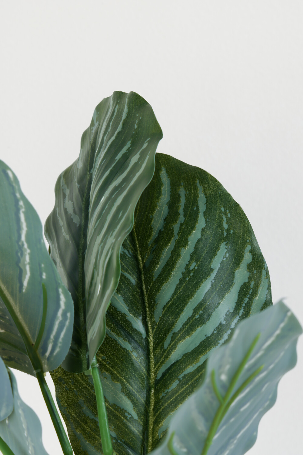 Planta Aglaonema 40cm Color Unico