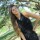 Mini Fringes Dress Negro