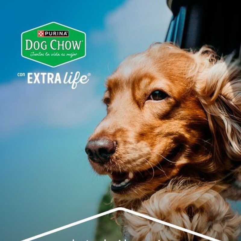 DOG CHOW EN SALSA ADULTO POLLO 100 GRAMOS DOG CHOW EN SALSA ADULTO POLLO 100 GRAMOS