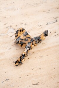 Broche Animal Print