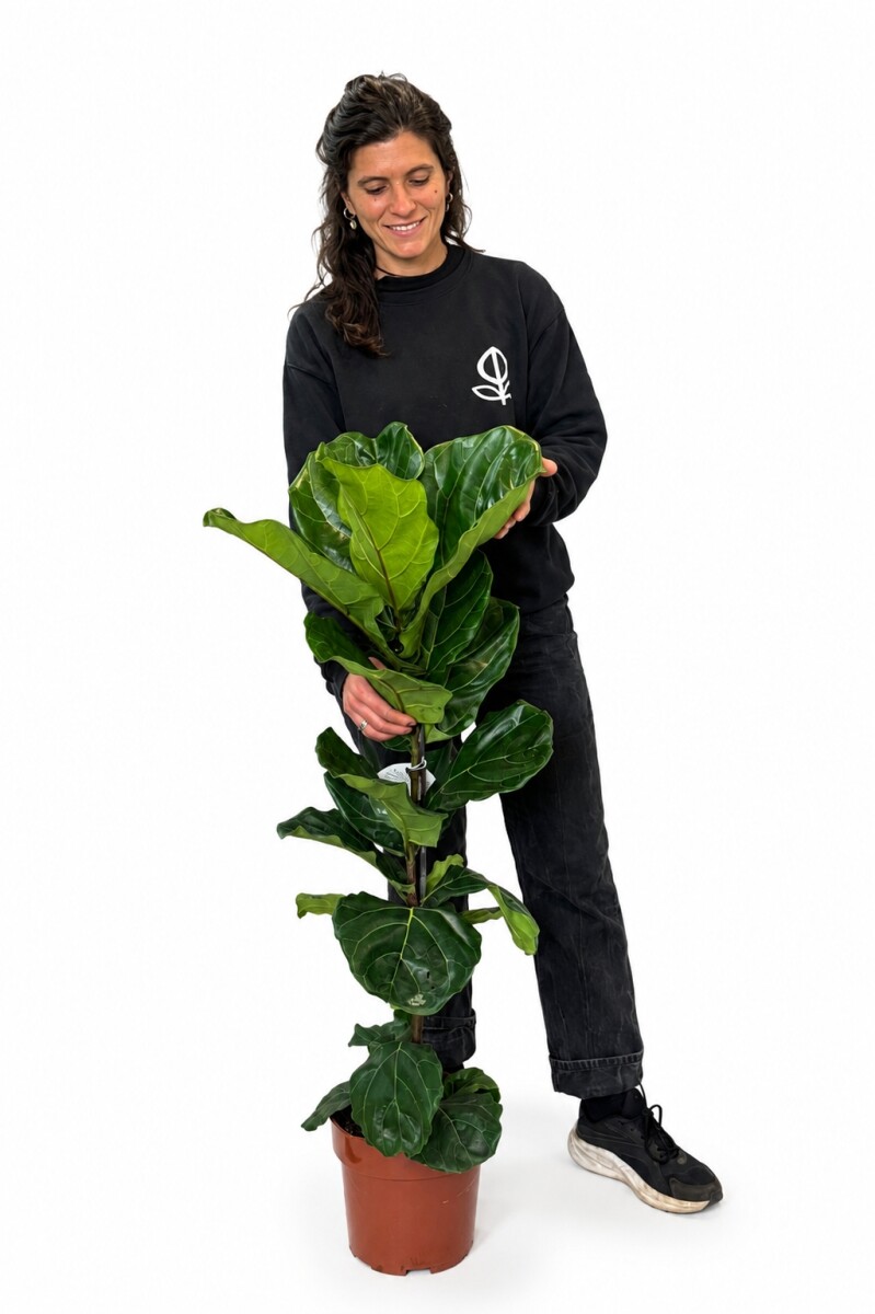 FICUS LYRATA XL HOJA GRANDE 0,90 MTS APROX 