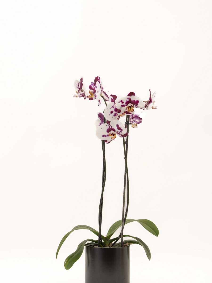 ORQUIDEA CON MACETA MINIMALISTA NEGRA