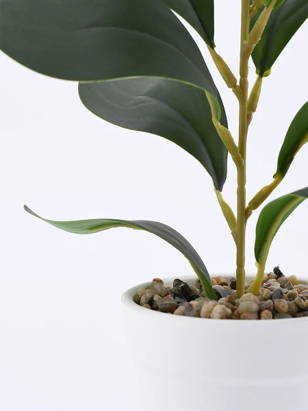 MONSTERA PLANTA CON MACETA VERDE