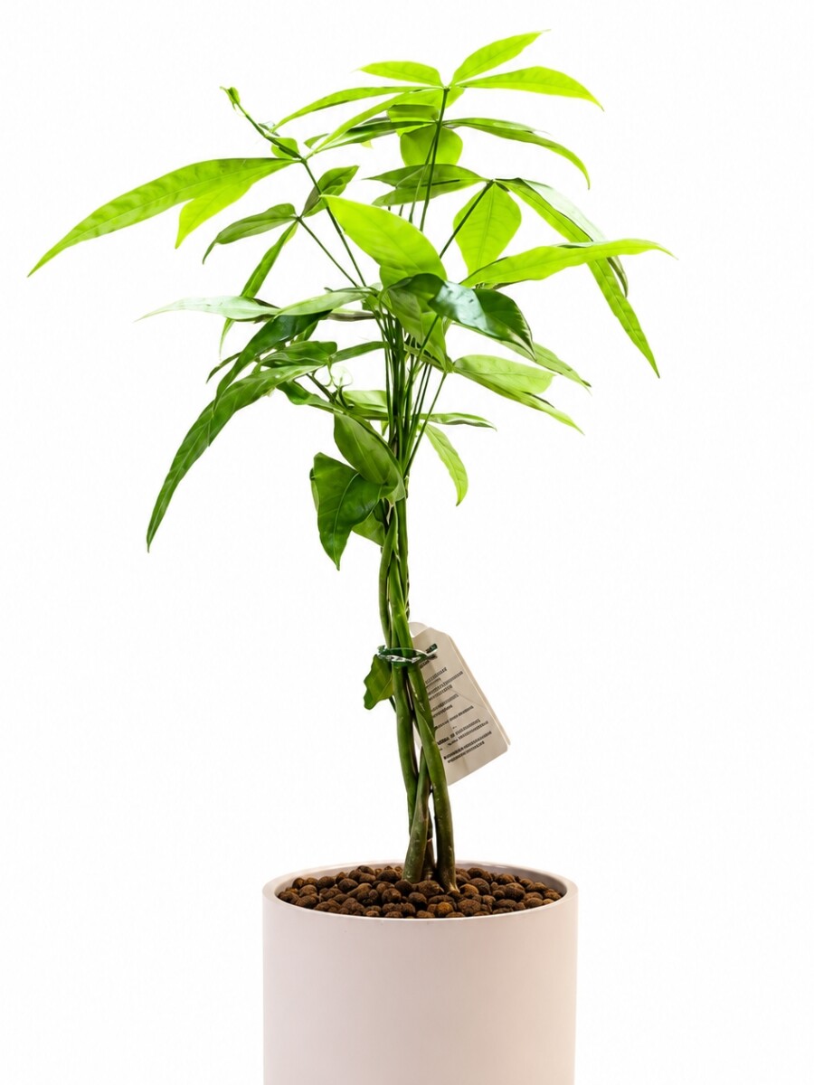 MONEY TREE (PACHIRA AQUATICA)EN MACETA CERAMICA ROSA