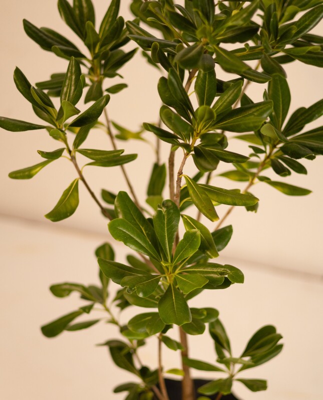 Pittosporum Tobira M - H: 80cm
