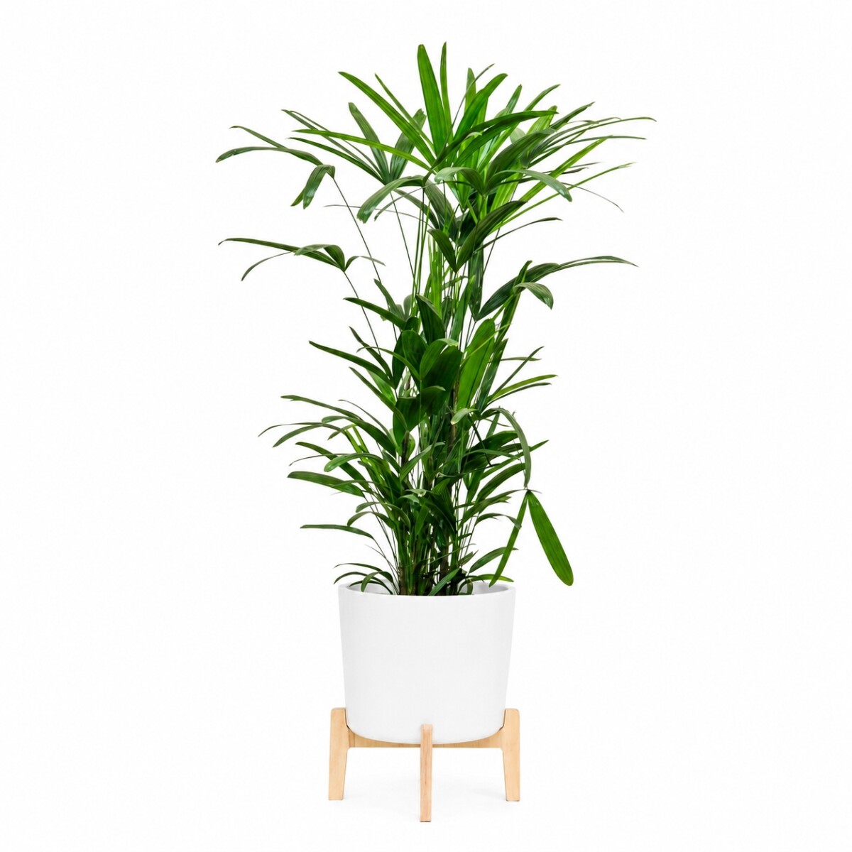 PALMERA RAPHIS CON MACETA MINIMALISTA Y SOPORTE 