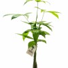 MONEY TREE (PACHIRA AQUATICA)EN MACETA CERAMICA VERDE