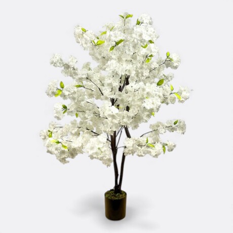 Árbol Cerezo Ornamental Árbol Cerezo Ornamental