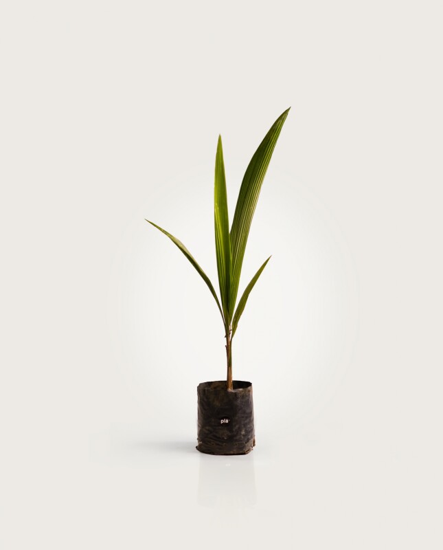Palmera Pindo XS H: 70cm