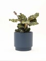 CALATHEA CON MACETA CERAMICA AZUL