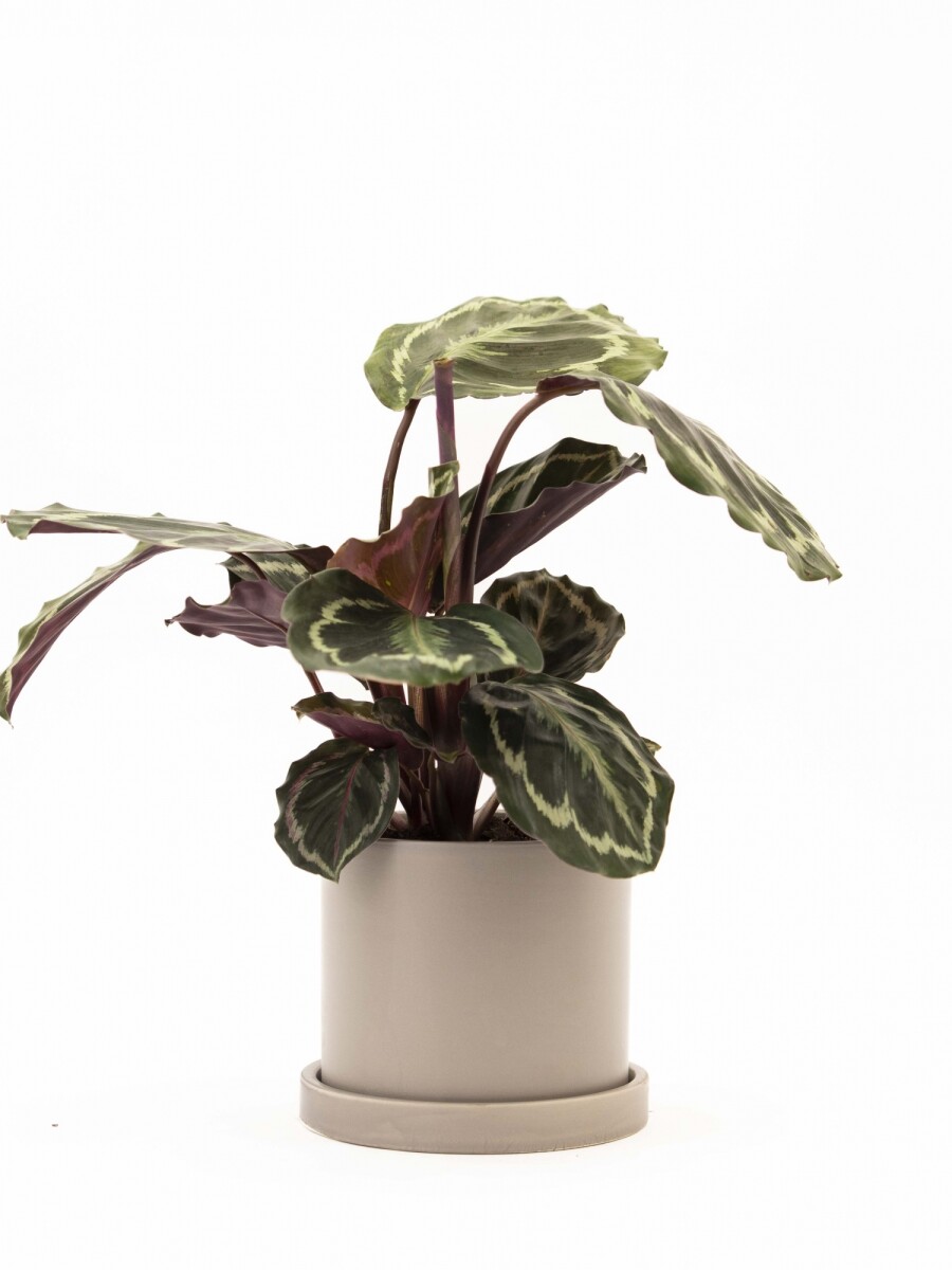 CALATHEA CON MACETA CERAMICA CON PLATO GRIS