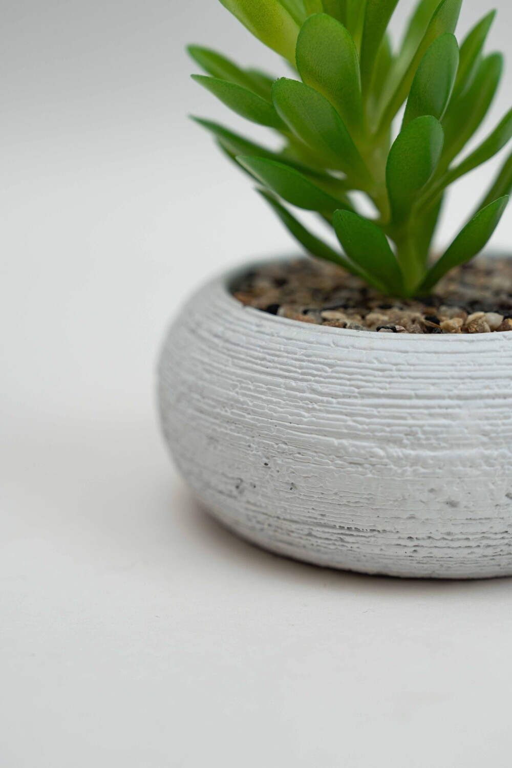 Planta Quovi Estampado 2