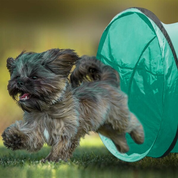 Tunel Gigante Perro Gato Mascota Redondo Tubo Interactivo Variante Color Verde Agua