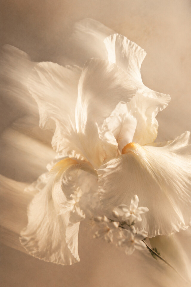 Perfume Lolita Sand color unico