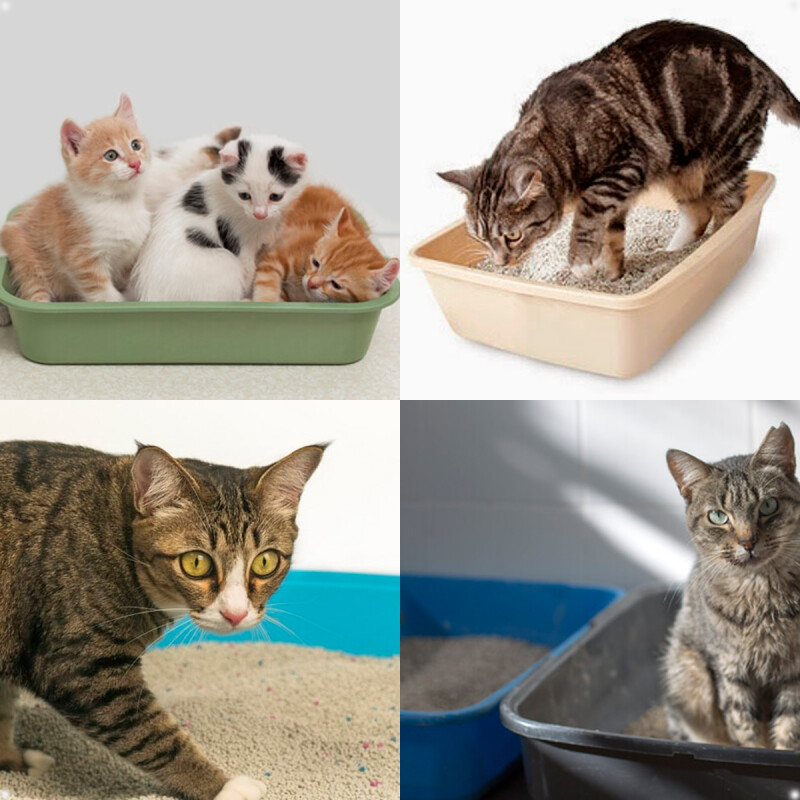 Bandeja Sanitario Para Gatos Bandeja Sanitario Para Gatos