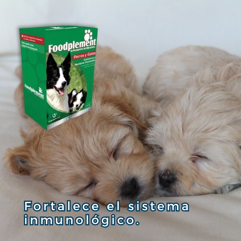 SUPLEMENTO NUTRICIONAL FOODPLEMENT CACHORROS Y HEMBRAS GESTANTES CAJA DE 250 GMS SUPLEMENTO NUTRICIONAL FOODPLEMENT CACHORROS Y HEMBRAS GESTANTES CAJA DE 250 GMS