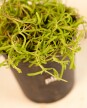 Cubresuelo - Granito de arroz - H:15cm Cubresuelo - Granito de arroz - H:15cm