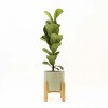 FICUS LYRATA BABY CON MACETA CERAMICA VERDE CON SOPORTE