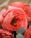 Ramos de 12 rosas Ramos de 12 rosas
