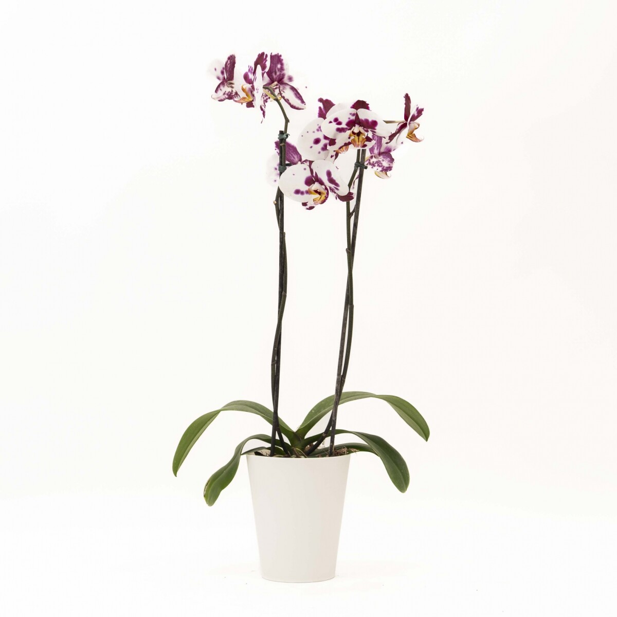 ORQUIDEA - CON PORTA MACETA BLANCO 