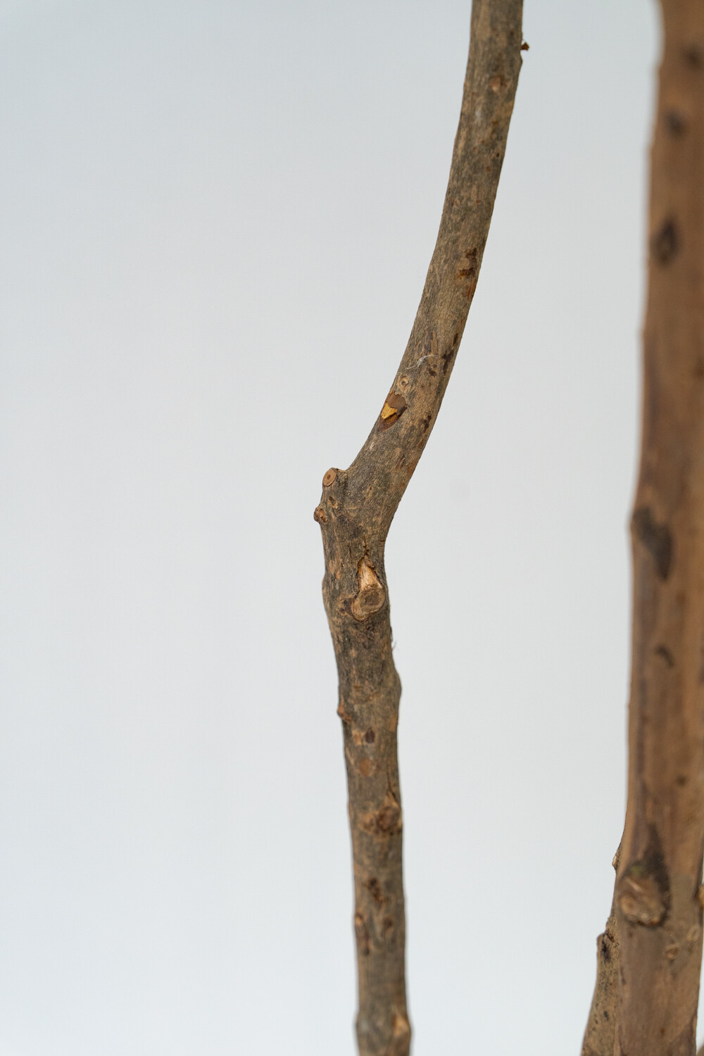 Planta Dracaena Fragrans Color Unico