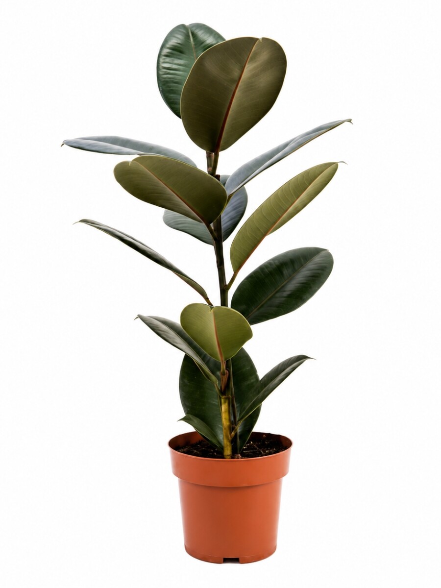 FICUS ELASTICA (GOMERO) NEGRO (BURGUNDY) M 1 RAMA FICUS ELASTICA (GOMERO) NEGRO (BURGUNDY) M 1 RAMA