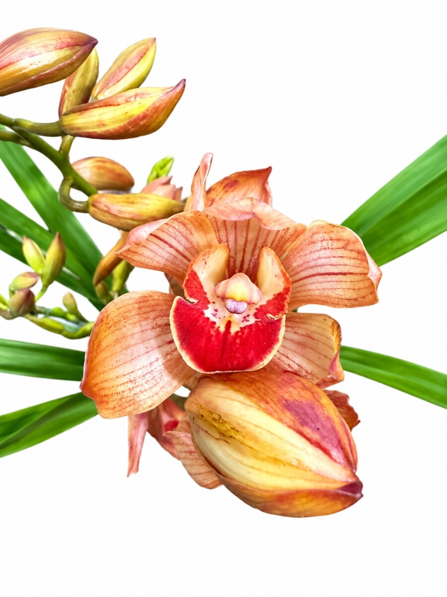 ORQUIDEA CYMBIDIUM ORQUIDEA CYMBIDIUM