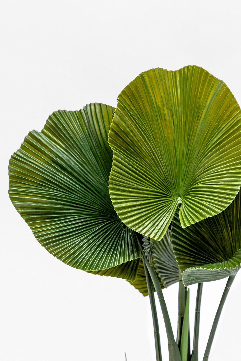 Planta Alocasia Gageana Color Unico