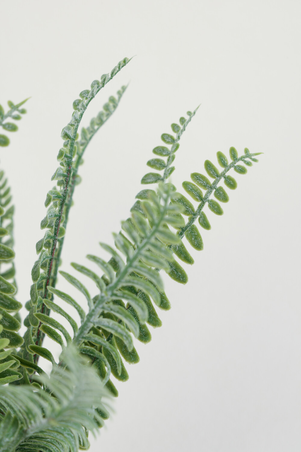 Planta Helecho Crespo 27cm Color Unico