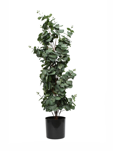 EUCALIPTO DE VERDE