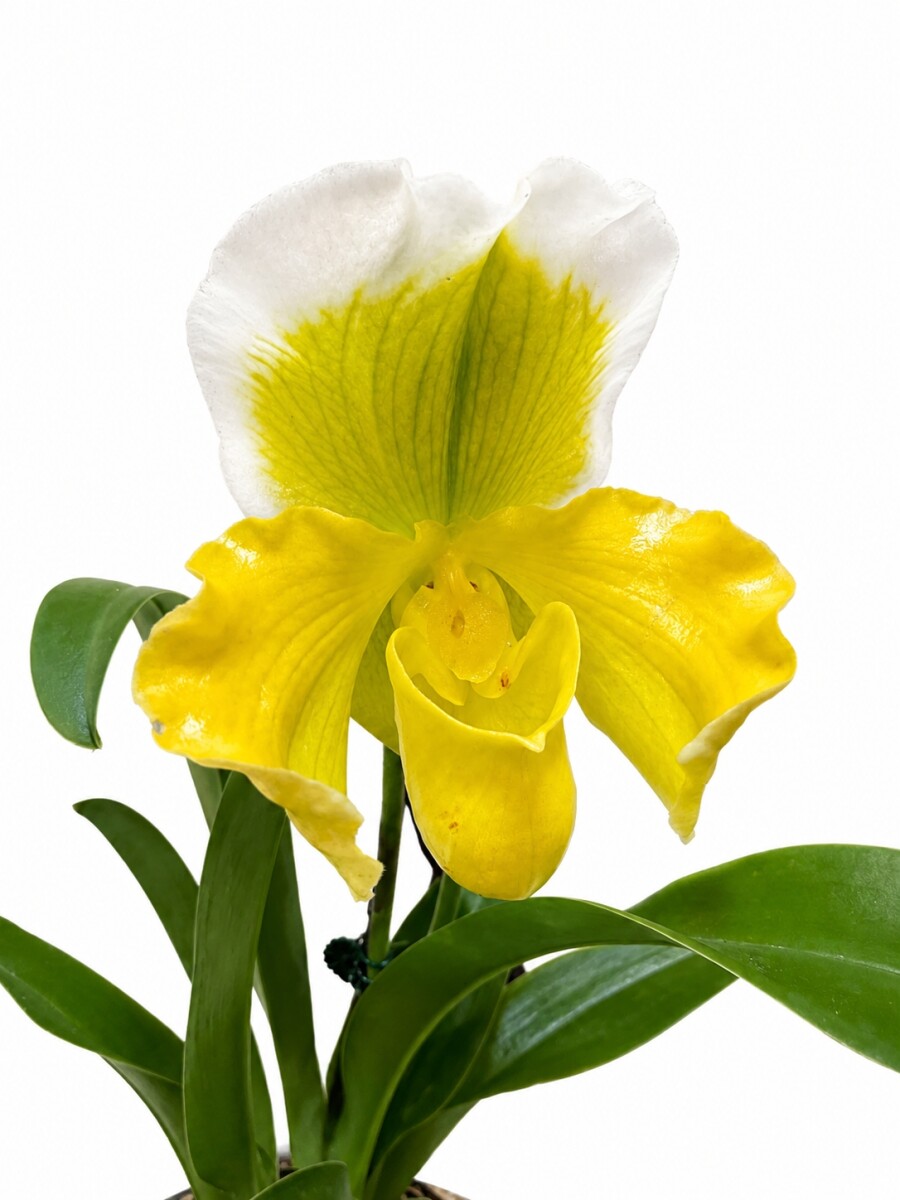 ORQUÍDEA PAPHIOPEDILUM AMARILLOS