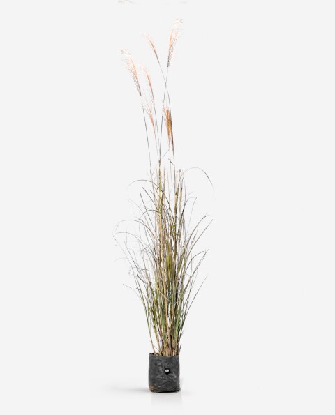 Miscanthus Sinensis XL - H: 1.4m Miscanthus Sinensis XL - H: 1.4m
