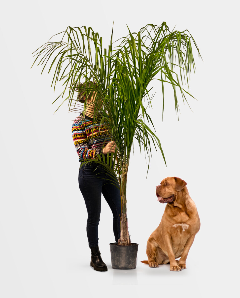 Palmera Pindo - M - H: 1.8m 