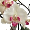 Orquidea Artificial Blanca En Maceta Orquidea Artificial Blanca En Maceta