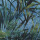 SHORT TORTOISE 8.0 JUNGLA AZUL