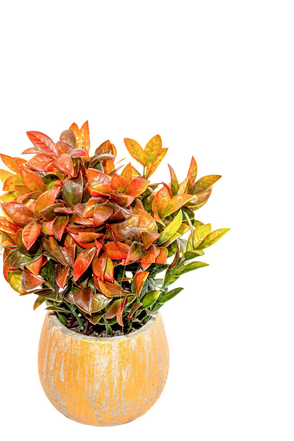 Planta Jazmín Asiático 25cm Color Unico