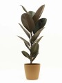 FICUS ELASTICA BURGUNDY EN PORTAMACETA PLASTICO OCHRE