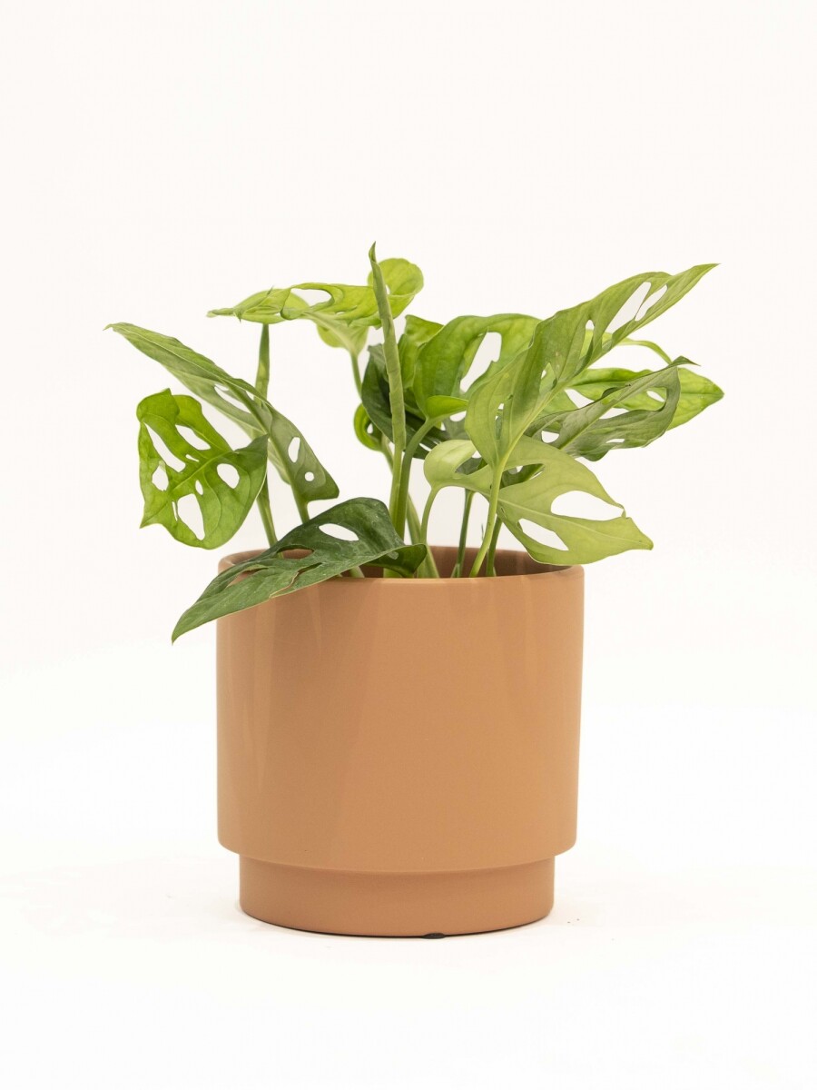 MONSTERA ADANSONII CON MACETA CERAMICA TERRACOTA