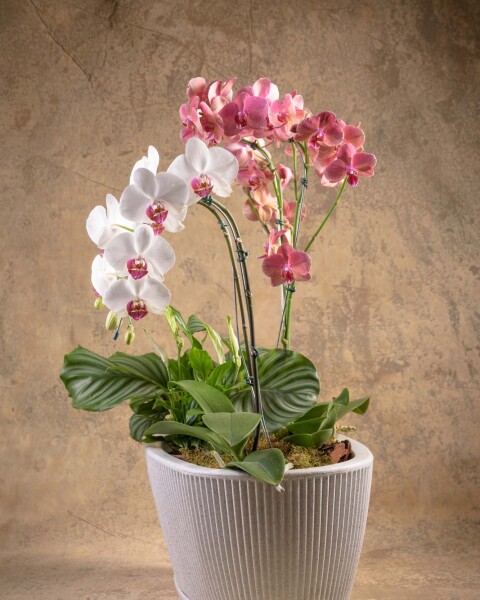 Armonía Floral Armonía Floral