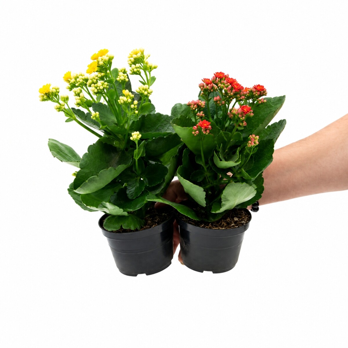 KALANCHOE 