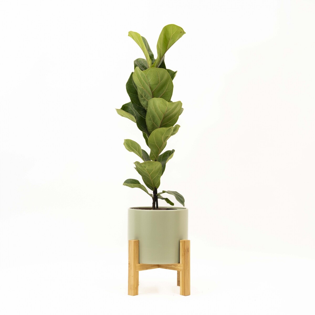 FICUS LYRATA BABY - CON MACETA CERAMICA VERDE CON SOPORTE 