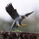 Safari 100094 Figura Halcón Peregrino Safari 100094 Figura Halcón Peregrino
